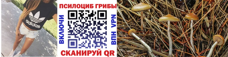 МЕГА ссылки  где найти   Ставрополь  Галлюциногенные грибы мицелий 